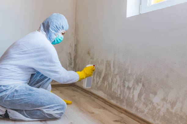Licensed Mold Remediation service in Mendham, NJ - WQB Mold Removal